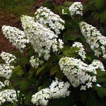 Hydrangea Snowflake