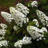 Hydrangea Snowflake