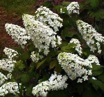 Hydrangea Snowflake