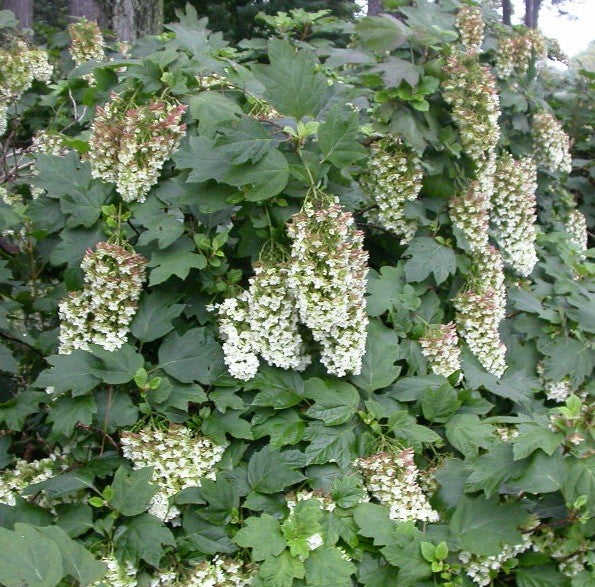 Hydrangea Snowflake