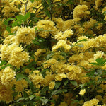 Rosa Banksiae Lutea
