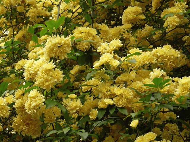 Rosa Banksiae Lutea
