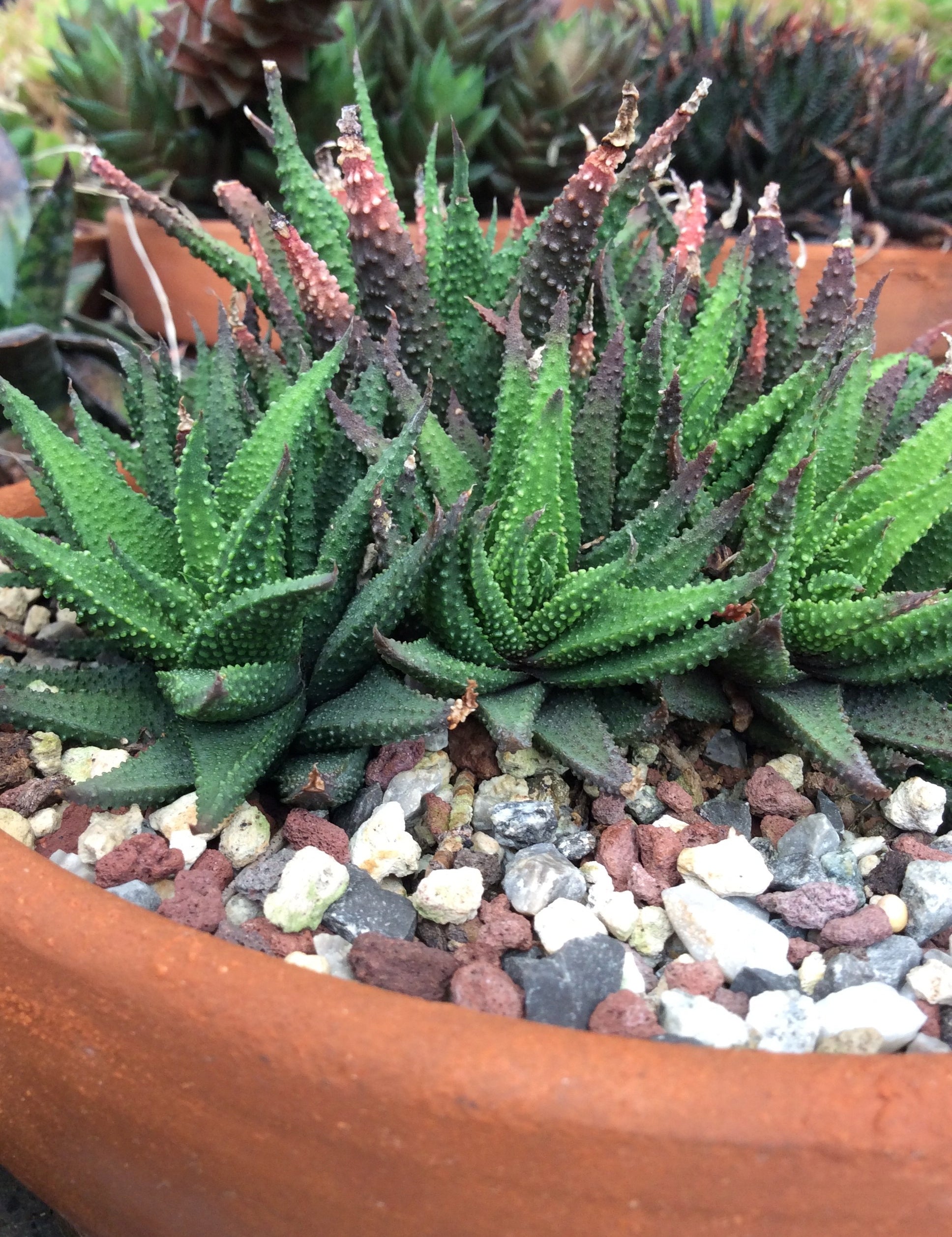 Haworthia Tubercolata Subexpansa
