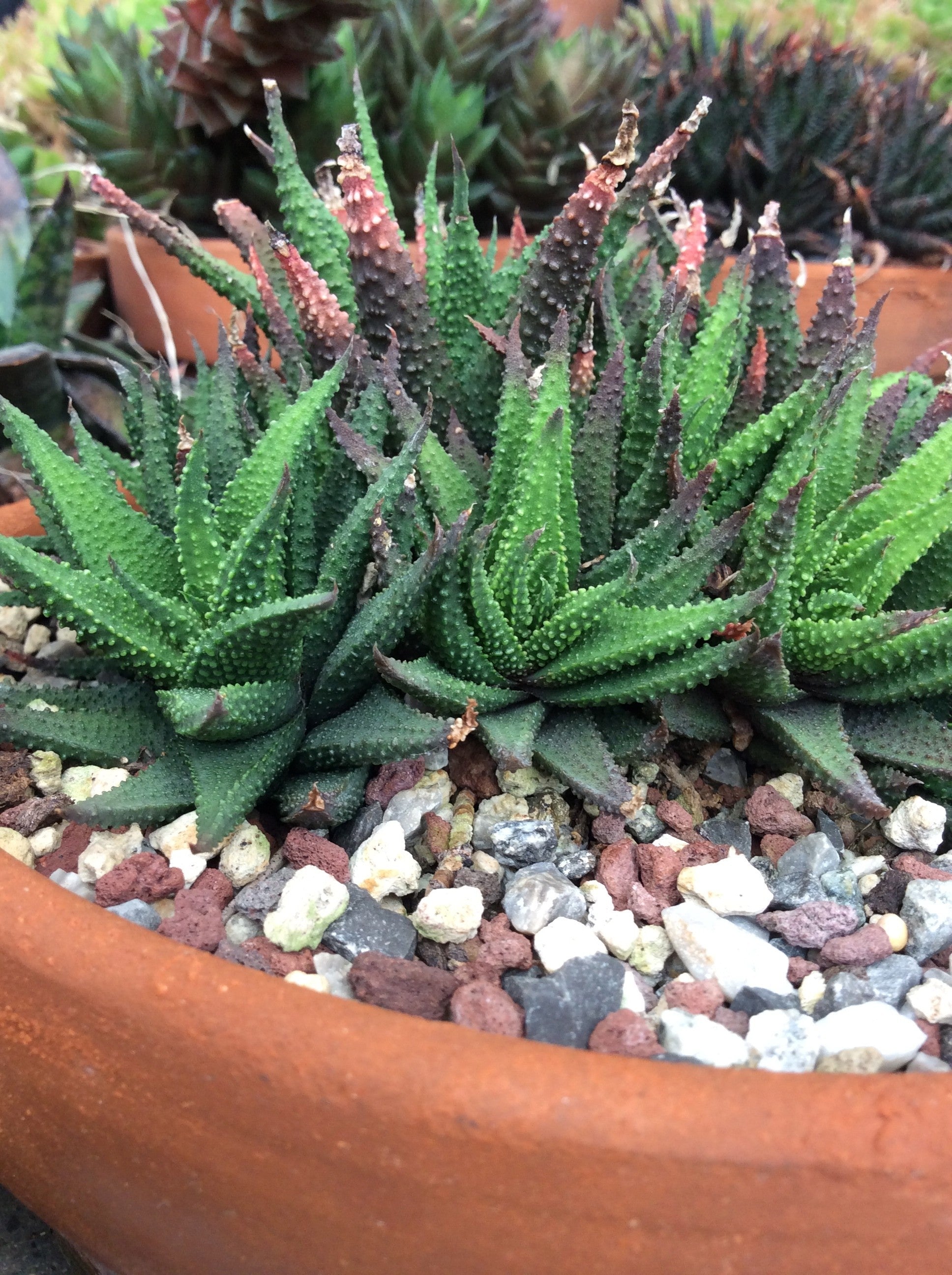 Haworthia Tubercolata Subexpansa