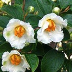 Stewartia Rostrata