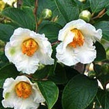 Stewartia Rostrata