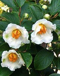 Stewartia Rostrata
