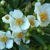 Stewartia Monadelpha