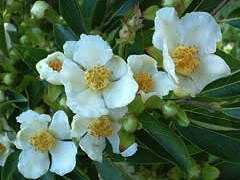 Stewartia Monadelpha