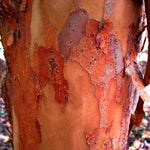 Stewartia Serrata