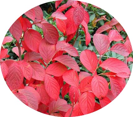 Stewartia Serrata
