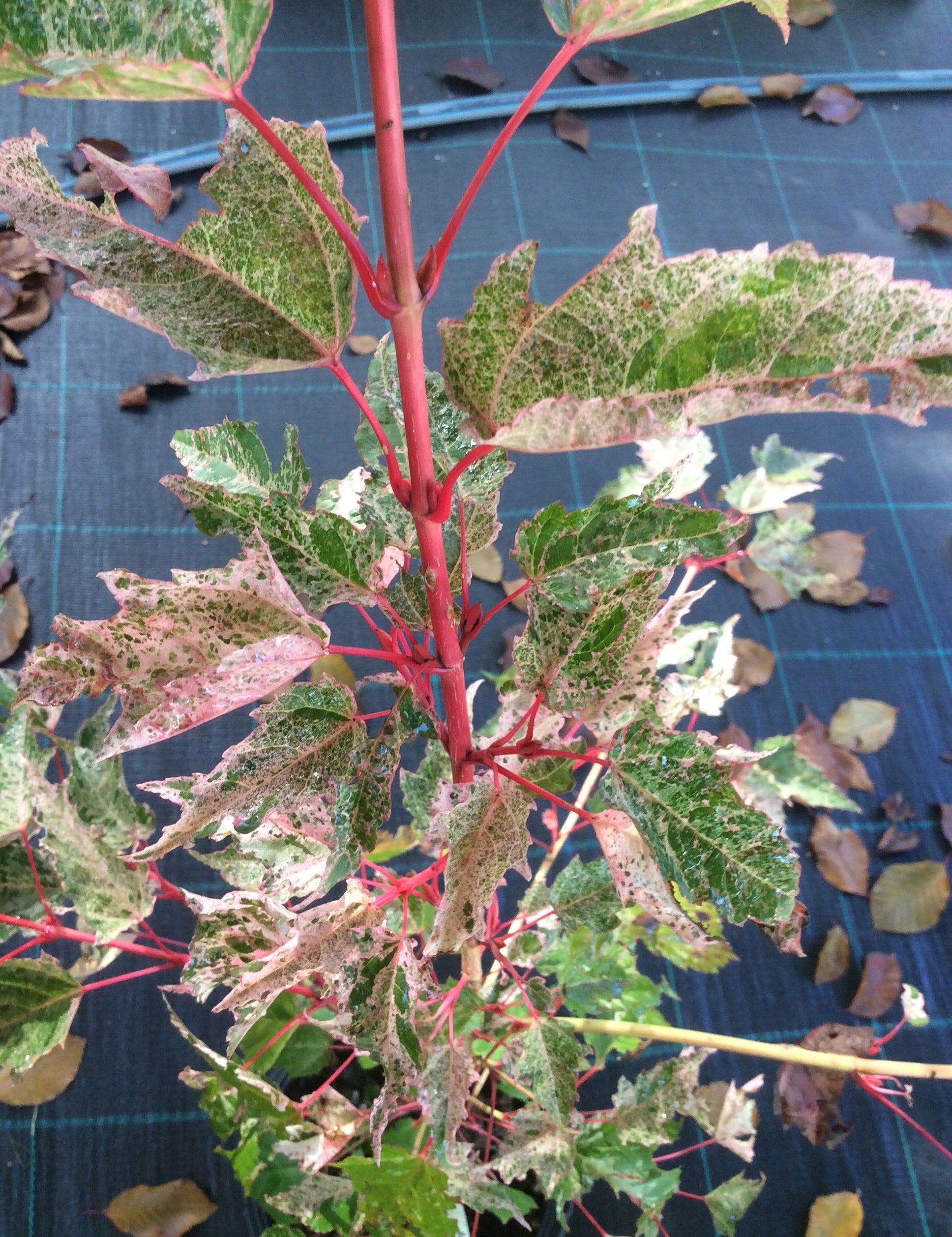Acer conspicuum Red Flamingo