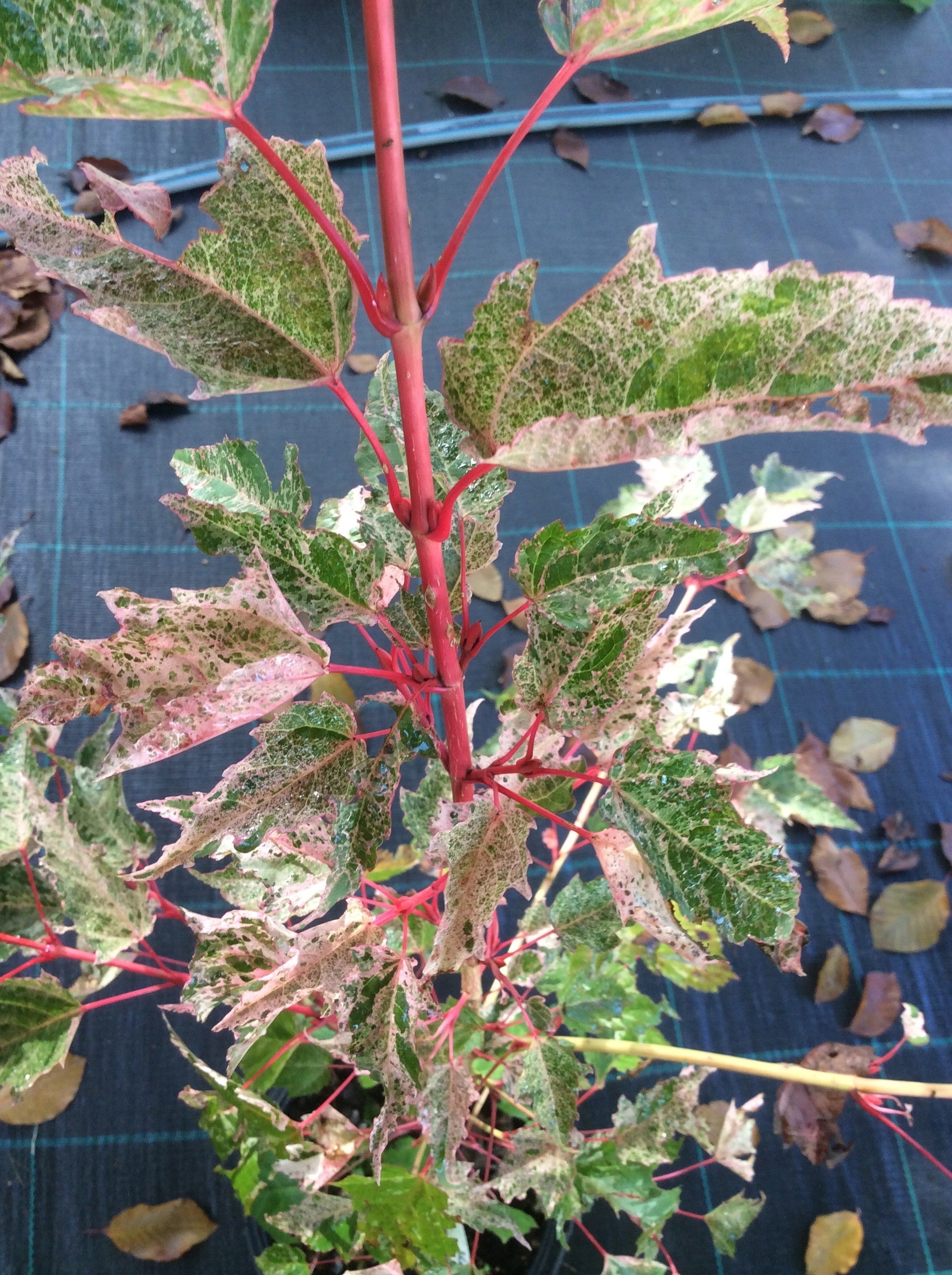 Acer conspicuum Red Flamingo