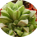 Haworthia retusa variegata