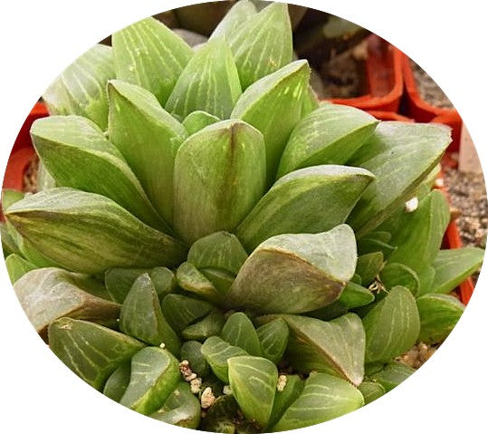 Haworthia retusa variegata