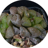 Haworthia pygmaea fa cristallina
