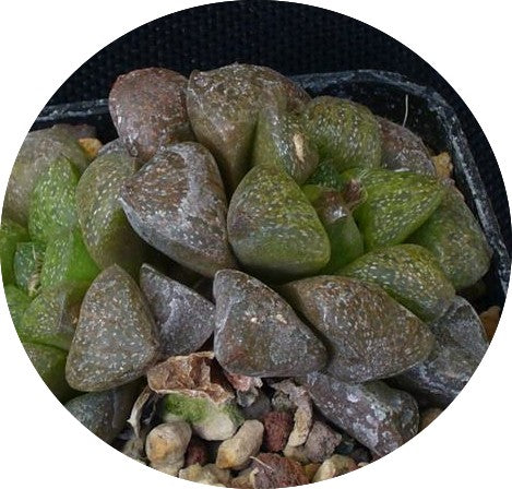 Haworthia pygmaea fa cristallina