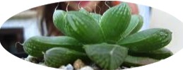 Haworthia cymbiformis v. obesa