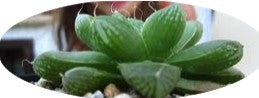 Haworthia cymbiformis v. obesa