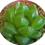 Haworthia cymbiformis v. obesa