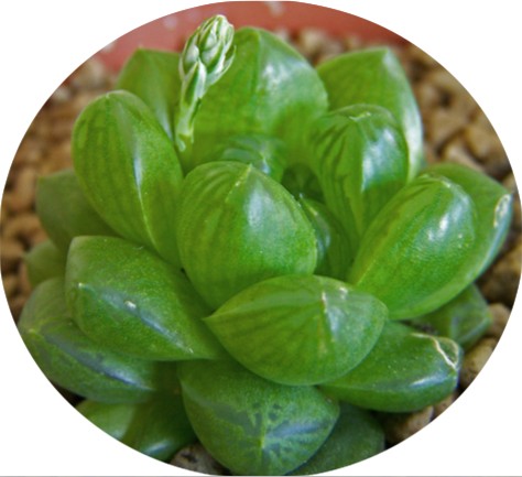 Haworthia cymbiformis v. obesa
