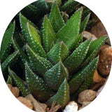 Haworthia Cassytha