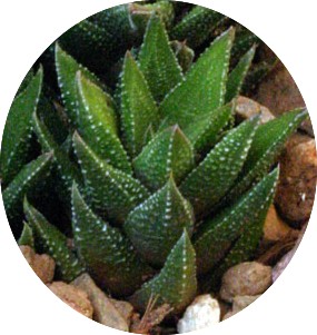 Haworthia Cassytha