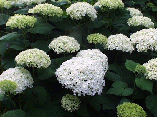 Hydrangea Arborescens Annabelle