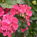 Hydrangea macrophylla 'Merville Sanguine'