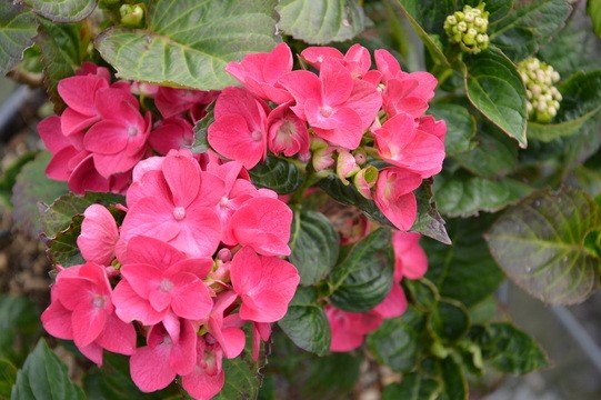 Hydrangea macrophylla 'Merville Sanguine'