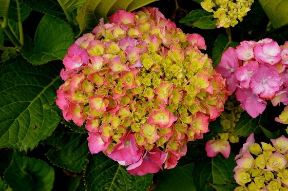 Hydrangea Macrophylla Masja