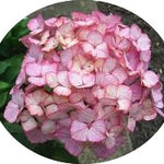 Hydrangea serrata 'Preziosa'