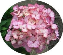 Hydrangea serrata 'Preziosa'