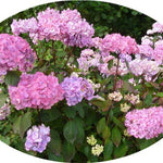 Hydrangea serrata 'Preziosa'