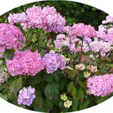 Hydrangea serrata 'Preziosa'