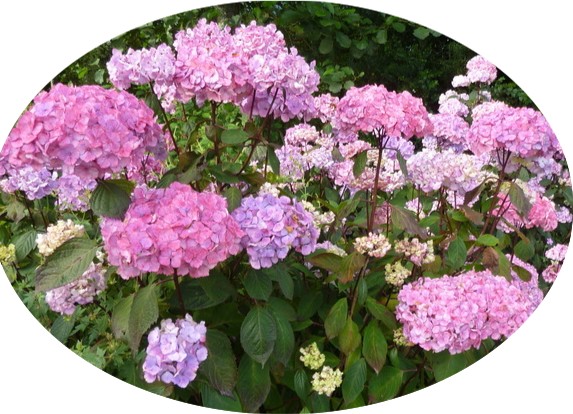 Hydrangea serrata 'Preziosa'