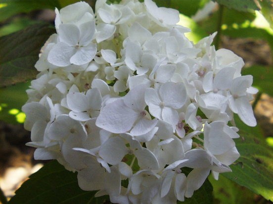 Macrophylla Soeur Thèrèse