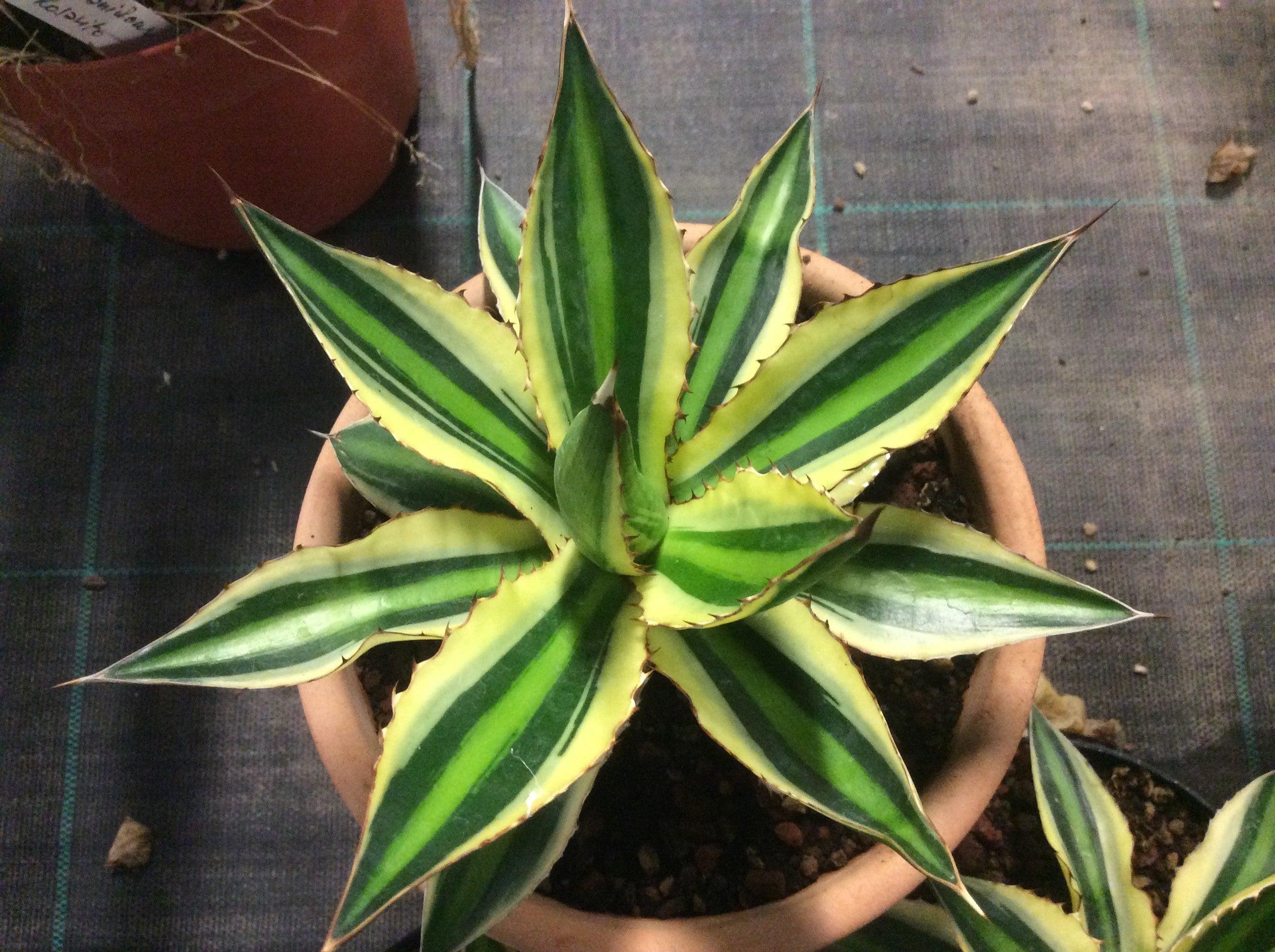 Agave Lophantha quadricolor