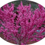 Cercis sinensis compacta