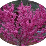 Cercis sinensis compacta