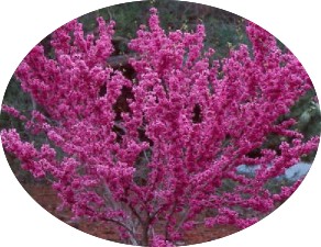 Cercis sinensis compacta