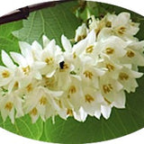 Styrax Obassia