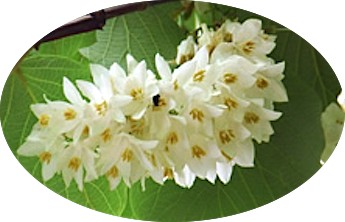 Styrax Obassia