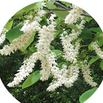 Styrax Obassia