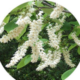 Styrax Obassia