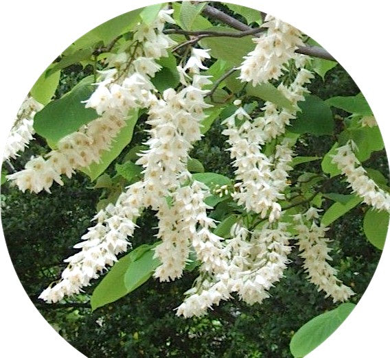 Styrax Obassia