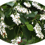 Styrax Obassia