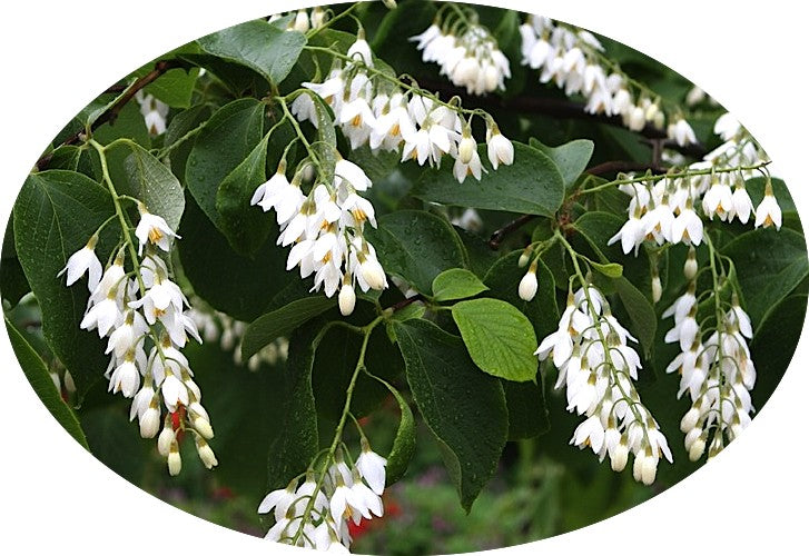 Styrax Obassia