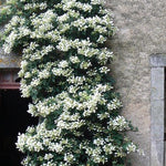 Skizophragma Hydrangeoides