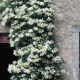 Skizophragma Hydrangeoides